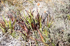 Dilatris pillansii