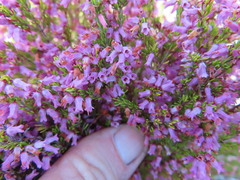 Erica intervallaris