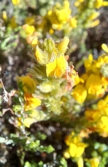 Aspalathus ericifolia