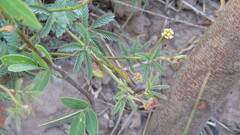 Desmanthus acuminatus