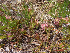 Serruria rubricaulis