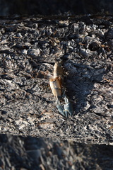 Pacifastacus leniusculus