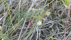 Desmanthus acuminatus