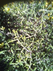 Aspalathus ericifolia