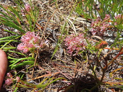 Serruria rubricaulis