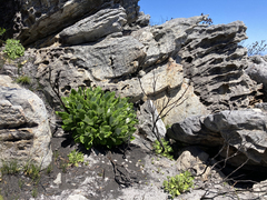 Hermas villosa