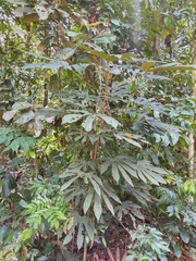 Araliaceae