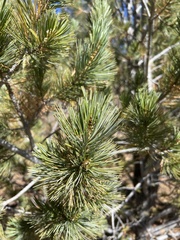 Pinus flexilis