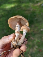 Armillaria gallica