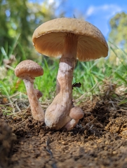 Armillaria gallica