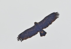 Hieraaetus wahlbergi