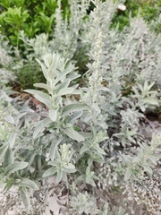 Artemisia stelleriana