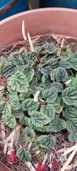 Peperomia caperata