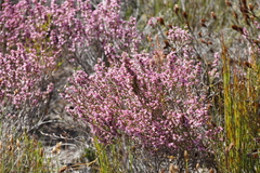 Erica gnaphaloides