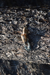 Pacifastacus leniusculus