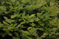 Duranta erecta