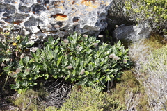 Hermas villosa