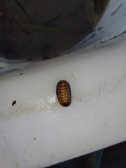 Lepidopleurus cajetanus