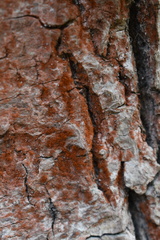 Trentepohlia aurea