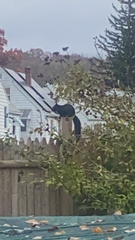 Sciurus carolinensis