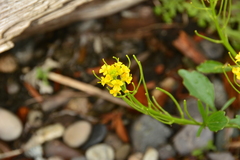 Barbarea