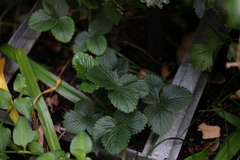 Fragaria