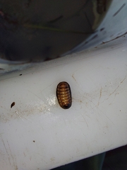 Lepidopleurus cajetanus