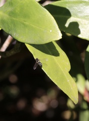 Allograpta hortensis