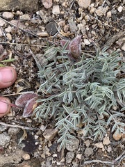 Astragalus eurekensis