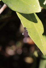 Allograpta hortensis