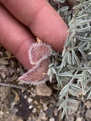 Astragalus eurekensis