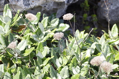 Hermas villosa