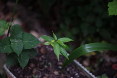 Aristotelia chilensis