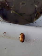 Lepidopleurus cajetanus
