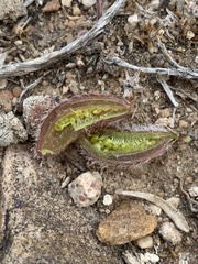 Astragalus eurekensis