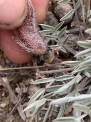 Astragalus eurekensis