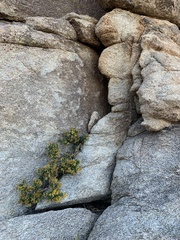 Ericameria cuneata spathulata