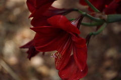 Hippeastrum