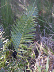 Telmatoblechnum indicum