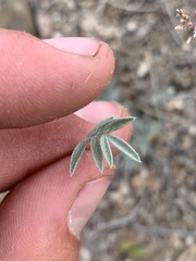 Astragalus eurekensis