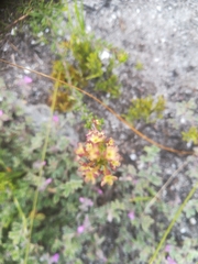 Microdon dubius