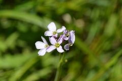 Cardamine amara