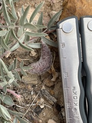 Astragalus eurekensis