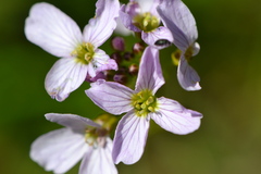 Cardamine amara