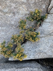 Ericameria cuneata spathulata