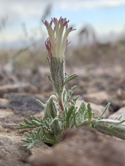 Chaenactis macrantha