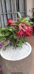 Adenium