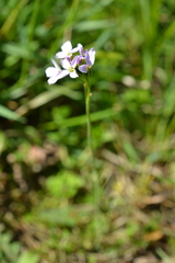 Cardamine amara