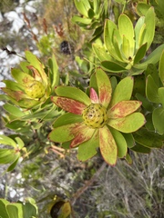 Leucadendron gandogeri