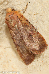 Conistra staudingeri